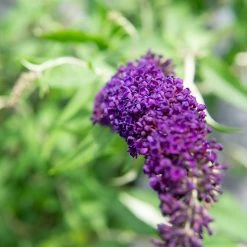 Perfect Plants Black Knight Butterfly Bush All Shrubs & Hedges