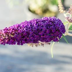 Perfect Plants Black Knight Butterfly Bush All Shrubs & Hedges