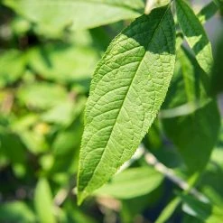 Perfect Plants Black Knight Butterfly Bush All Shrubs & Hedges
