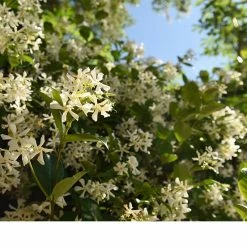 Perfect Plants Star Jasmine Vine Shrub All Shrubs & Hedges