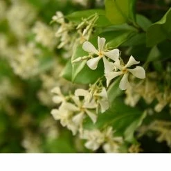 Perfect Plants Star Jasmine Vine Shrub All Shrubs & Hedges