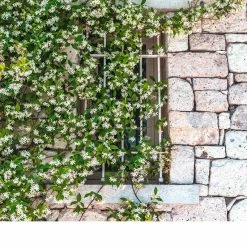 Perfect Plants Star Jasmine Vine Shrub All Shrubs & Hedges