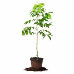 Perfect Plants Caddo Pecan Tree | Type 1 Pollinator Pecan Trees