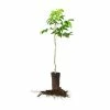 Perfect Plants Caddo Pecan Tree | Type 1 Pollinator Pecan Trees