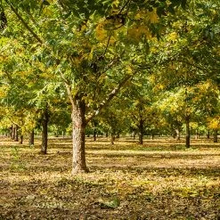 Perfect Plants Caddo Pecan Tree | Type 1 Pollinator Pecan Trees