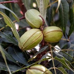 Perfect Plants Pecan Trees Cape Fear Pecan Tree | Type 1 Pollinator