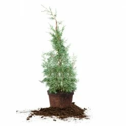 Perfect Plants Carolina Sapphire Arizona Cypress Tree