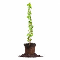 Perfect Plants Berry Bushes Caroline Raspberry Bush