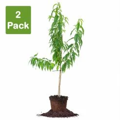 Perfect Plants All Fruit & Nut Trees Carored Peach Tree