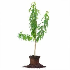 Perfect Plants All Fruit & Nut Trees Carored Peach Tree