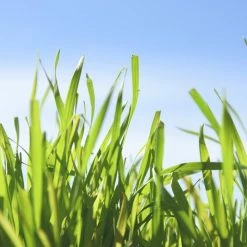 Perfect Plants |View All Cat Grass Seeds | Wheatgrass