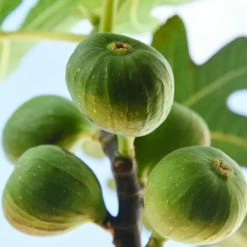 Perfect Plants All Fruit & Nut Trees Celeste Fig Tree