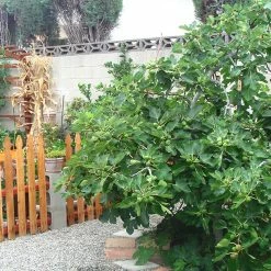 Perfect Plants All Fruit & Nut Trees Celeste Fig Tree