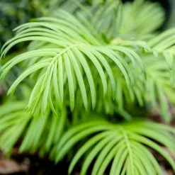 Perfect Plants Cephalotaxus Spreading Yew Shrub