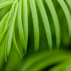 Perfect Plants Cephalotaxus Spreading Yew Shrub
