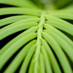 Perfect Plants Cephalotaxus Spreading Yew Shrub