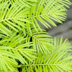 Perfect Plants Cephalotaxus Spreading Yew Shrub