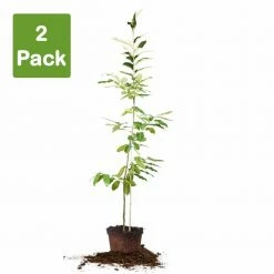 Perfect Plants Hybrid American Chestnut Tree - Fall 2022 Pre Order All Fruit & Nut Trees