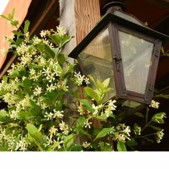 Perfect Plants Star Jasmine Vine Shrub All Shrubs & Hedges