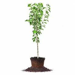 Perfect Plants Cleveland Select Pear Tree