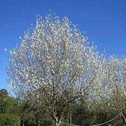 Perfect Plants Cleveland Select Pear Tree