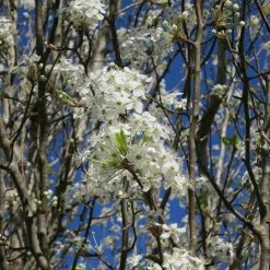 Perfect Plants Cleveland Select Pear Tree