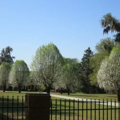 Perfect Plants Cleveland Select Pear Tree