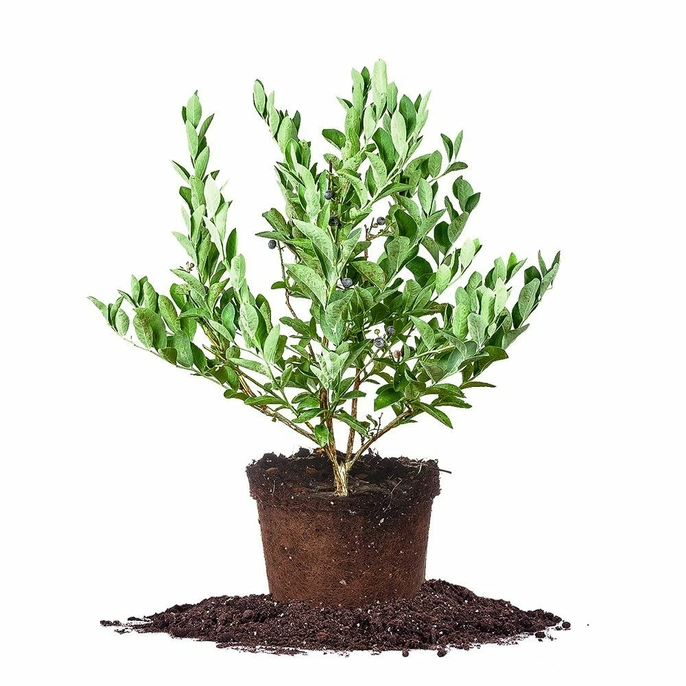 Perfect Plants Climax Blueberry Bush 8 Perfect Plants Climax Blueberry Bush