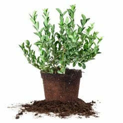 Perfect Plants Climax Blueberry Bush