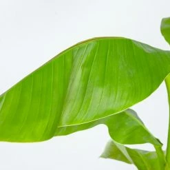 Perfect Plants Cold Hardy Basjoo Banana Tree