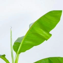 Perfect Plants Cold Hardy Basjoo Banana Tree