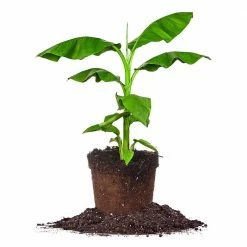 Perfect Plants Cold Hardy Basjoo Banana Tree