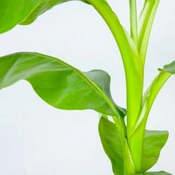 Perfect Plants Cold Hardy Basjoo Banana Tree