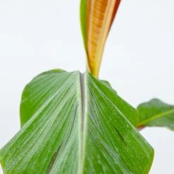 Perfect Plants Banana Trees Cold Hardy Musa Bordelon Banana Tree