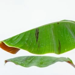 Perfect Plants Banana Trees Cold Hardy Musa Bordelon Banana Tree