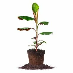 Perfect Plants Banana Trees Cold Hardy Musa Bordelon Banana Tree