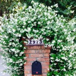 Perfect Plants Star Jasmine Vine Shrub All Shrubs & Hedges