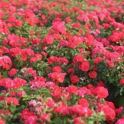 Perfect Plants Coral Drift® Rose Bush