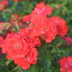 Perfect Plants Coral Drift® Rose Bush 7 Perfect Plants Coral Drift® Rose Bush