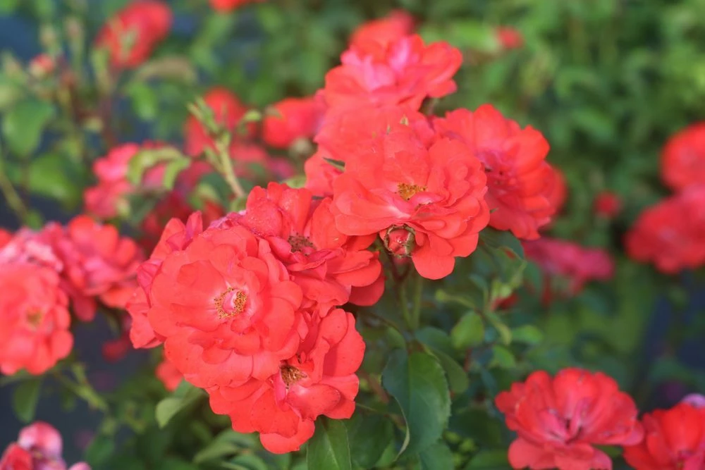 Perfect Plants Coral Drift® Rose Bush 4 Perfect Plants Coral Drift® Rose Bush