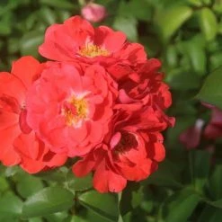 Perfect Plants Coral Drift® Rose Bush 6 Perfect Plants Coral Drift® Rose Bush