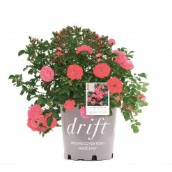 Perfect Plants Coral Drift® Rose Bush