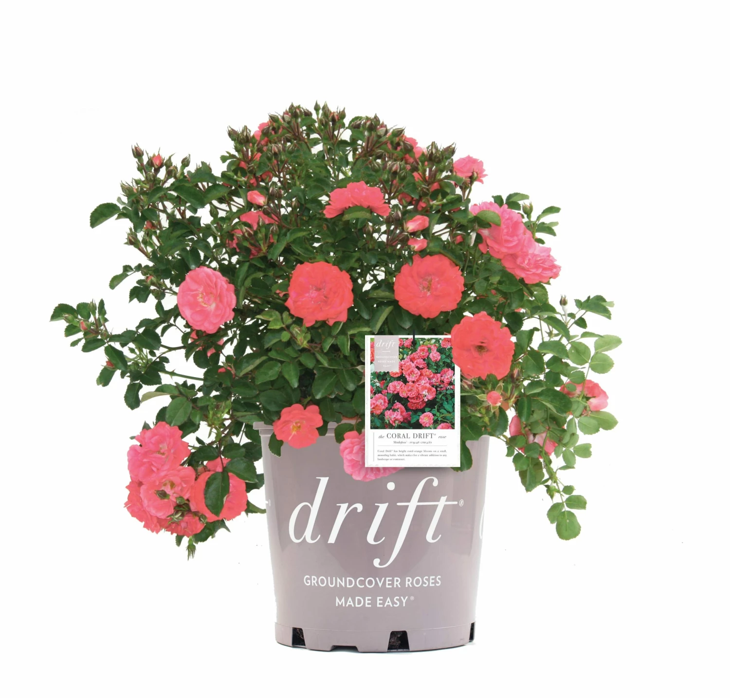 Perfect Plants Coral Drift® Rose Bush 1 Perfect Plants Coral Drift® Rose Bush