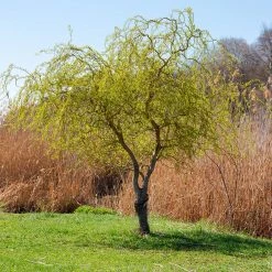 Perfect Plants Curly Corkscrew Willow Tree All Trees