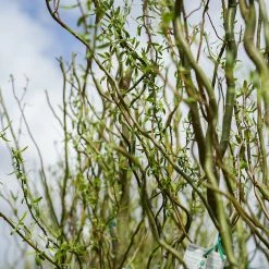 Perfect Plants Curly Corkscrew Willow Tree All Trees