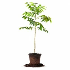 Perfect Plants Creek Pecan Tree | Type 1 Pollinator 11 Perfect Plants Creek Pecan Tree | Type 1 Pollinator