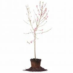 Perfect Plants Crimson Princess Yellow Peach Tree Peach Trees