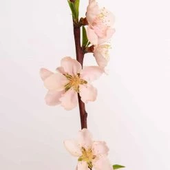 Perfect Plants Crimson Princess Yellow Peach Tree Peach Trees