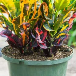 Perfect Plants Croton ‘Mammy’ All Houseplants