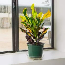 Perfect Plants Croton ‘Mammy’ All Houseplants